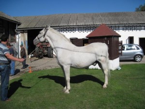 Konji Ergele